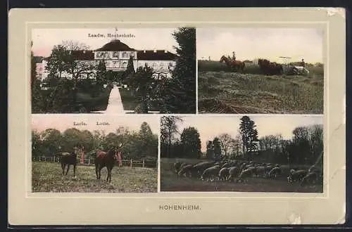 AK Stuttgart-Hohenheim, Landw. Hochschule, Lorle, Lotte, Schafherde, Bauer arbeit auf einem Feld