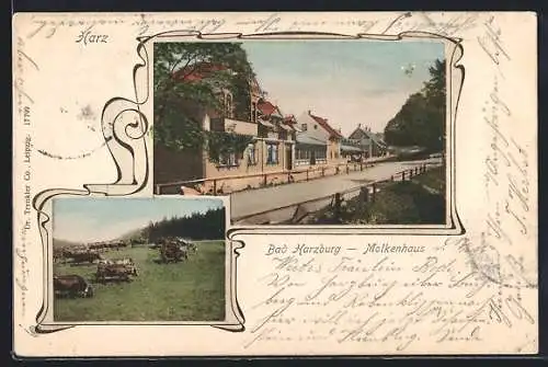 AK Bad Harzburg, Molkenhaus und Rinderherde