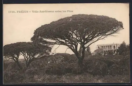 AK Fréjus, Villa Aurélienne entre les Pins
