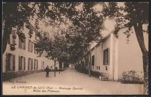 AK Le Cannet-du-Luc, Allée des Platanes et Grainage Quirici