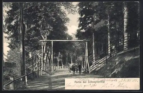 AK Schnepfenthal, Partie einer Landstrasse mit Pferdewagen