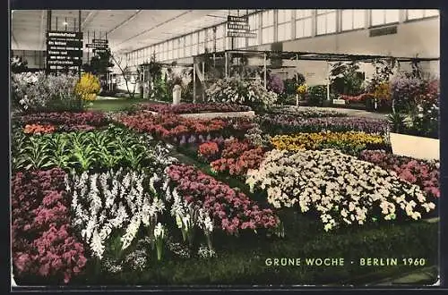 AK Berlin, Grüne Woche 1960, Halle mit Blumenbeeten