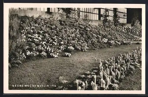 AK Berlin, Grüne Woche 1956, Blumenbeet