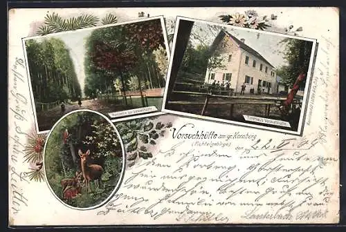 AK Kirchenlamitz, Gasthof Forsthaus Vorsuchhütte, Waldpartie, Rehe