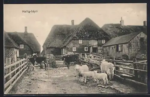 AK Hallig Hooge, Tiere auf dem Gehöft hinterm Haus