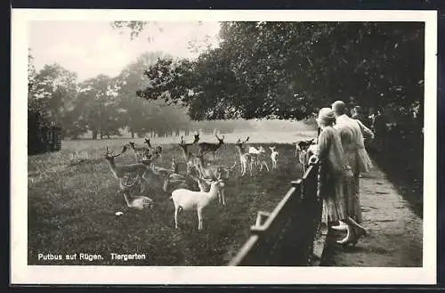 AK Putbus auf Rügen, Besucher im Tiergarten betrachten die Rehe