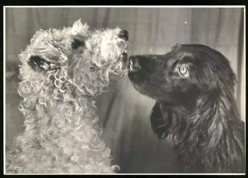 Fotografie Hans H. Hartmann / Ingeborg Perter, zwei Hunde beschnuppern sich gegenseitig