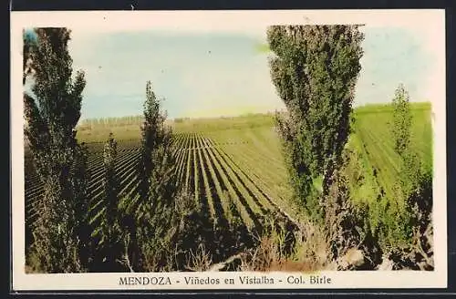 AK Mendoza, Vinedos en Vistalba