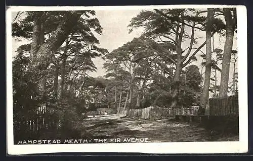 AK Hampstead Heath, The Fir Avenue