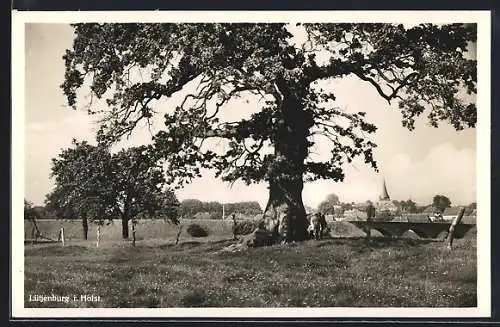 AK Lütjenburg i. Holst., Grosser Baum mit Blick auf den Ort