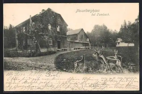 AK Tambach / Hzgth. Gotha, Nesselberghaus mit Hirsch und Rehen
