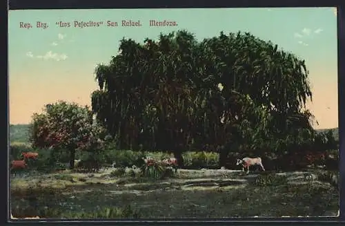 AK San Rafael /Mendoza, Los Pejecitos