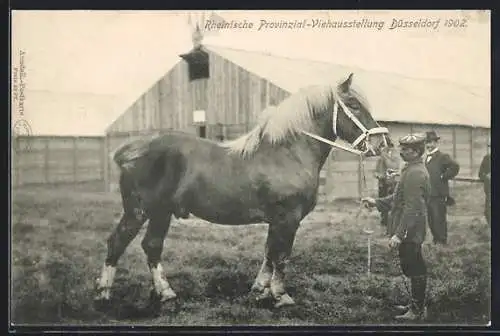 AK Düsseldorf, Rheinische Provinzial-Viehausstellung 1902, Hengst