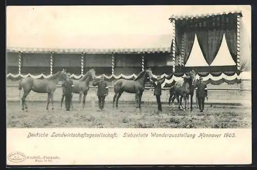 AK Hannover, Deutsche Landwirtschaftsgesellschaft, 17. Wanderausstellung 1903, Zuchtpferde