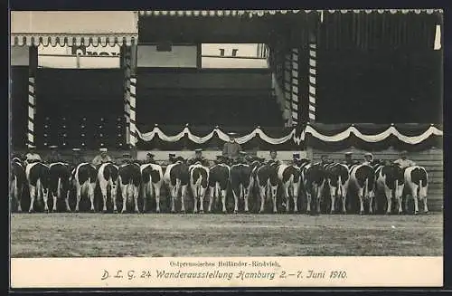 AK Hamburg, 24. Wanderausstellung der deutschen Landwirtschafts-Gesellschaft 1910, Ostpreussisches Holländer-Rindvieh