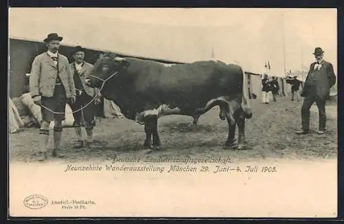 AK München, 19. Wanderausstellung der DLG 1905, Zuchtbulle