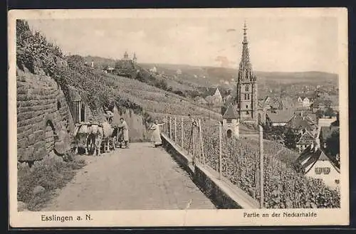 AK Esslingen / Neckar, Teilansicht an der Neckarhalde, Weinberg