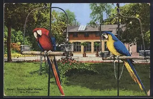 AK Basel, Zoologischer Garten, Ara-Papageien