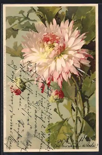 Künstler-Lithographie Catharina Klein: Perlen der Flora, blühende Blume