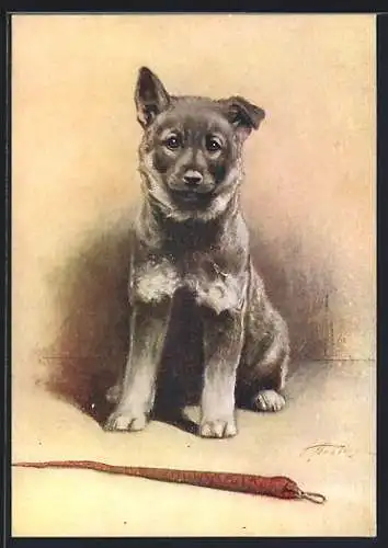 AK The Elkhound, Portrait