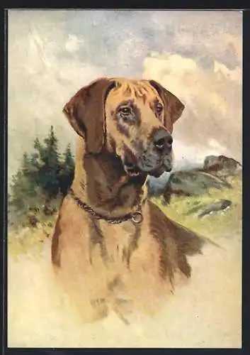AK Dogge in der Natur schaut zur Seite