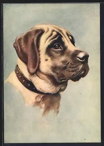 AK The Mastiff, Hund mit Halsband