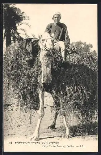 AK Egyptian types and scenes, Camel with Load of Fodder, arabische Volkstypen