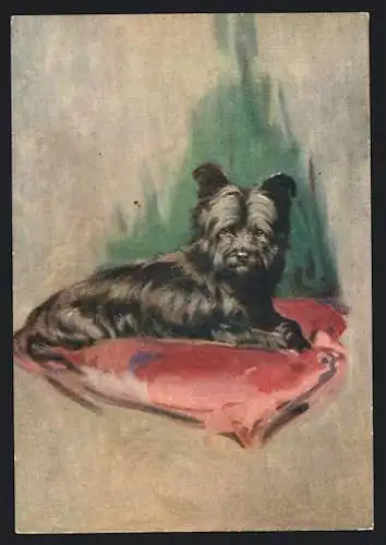 AK Skye Terrier auf einem Kissen liegend