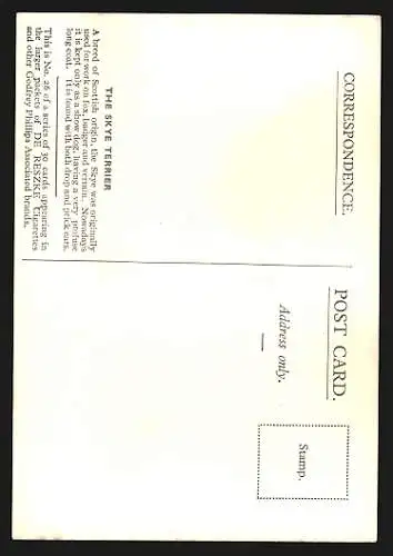 AK Skye Terrier auf einem Kissen liegend