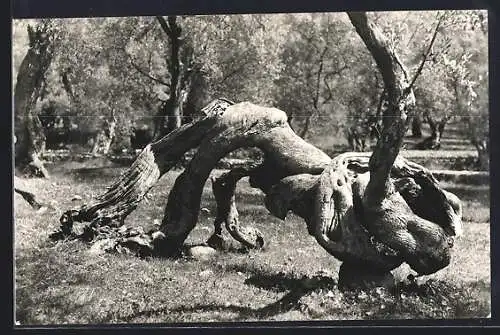 AK Mallorca, Olivo Milenario, Baum