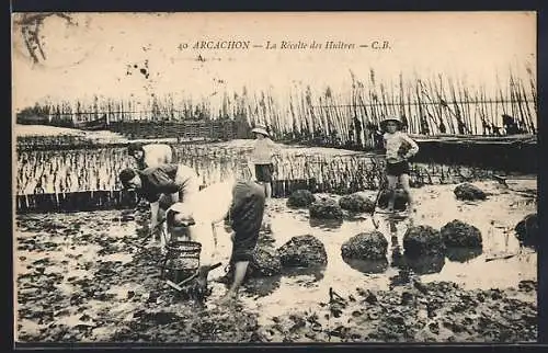 AK Arcachon, La Récolte des Huîtres, Muschelsammler bei der Arbeit