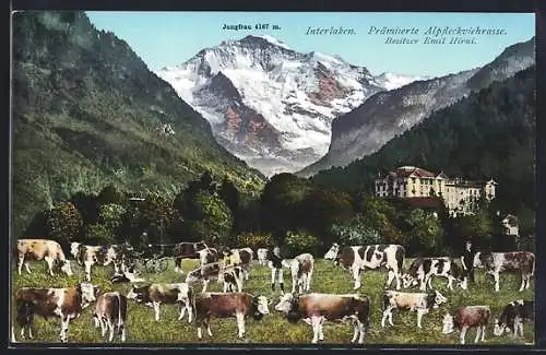 AK Interlaken, Prämierte Alpfleckviehrasse, Bes. Emil Hirni