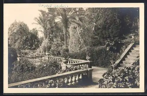 AK Cannes, Jardin avec balustrades et escaliers entouré de palmiers et de verdure