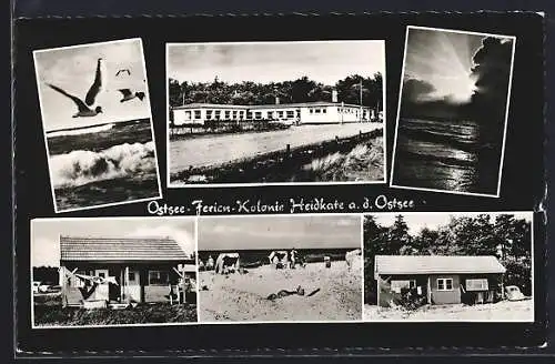 AK Heidkate /Schönberg, Ostsee-Ferien-Kolonie, Strandpartie, Möwen