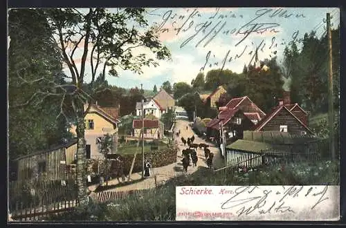 AK Schierke / Harz, Ortspartie mit Rinderherde