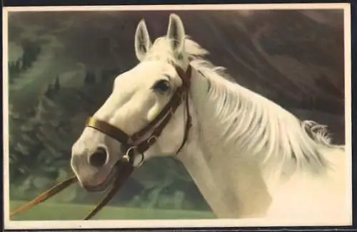 AK Weisses Pferd mit Zaumzeug