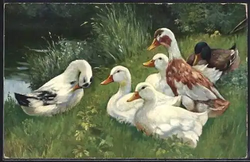 AK Enten am Seeufer, weisse Hausenten und ein Stockentenerpel ruhen im Gras