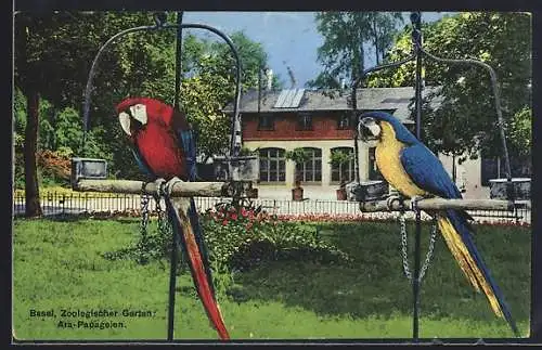 AK Basel, Zoologischer Garten, Ara-Papageien