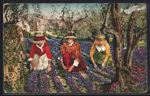 AK Cote d`Azur, Ceuillette des Violettes, Frauen pflücken Blumen