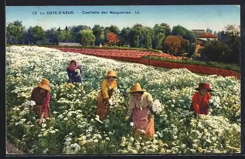 AK Cote-d`Azur, Cueillette des Marguerites, Gärtnerinnen bei der Ernte