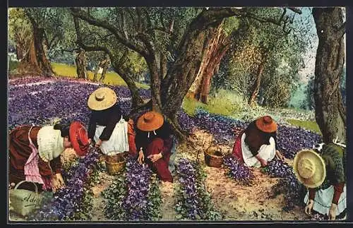 AK La Cote d`Azur, La cueillette des Violettes, Frauen pflücken Blumen