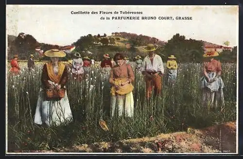 AK Grasse, Cueillette des Fleurs de Tubéreuses de la Parfumerie Bruno Court