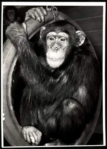 Fotografie Affe Schimpanse hockt in einer Reifenschaukel