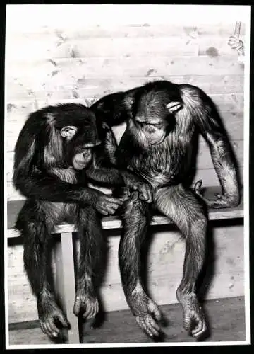 Fotografie zwei Schimpansen beim Lausen auf einer Bank