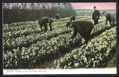 AK Scilly Isles, Fower Farming, Narcissus