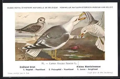 Künstler-AK Hubert Dupond: Goeland brun, Larus fuscus