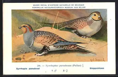 Künstler-AK Hubert Dupond: Steppenhühner im Sand