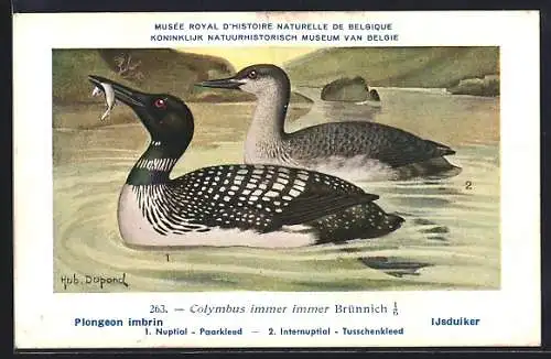 Künstler-AK Hubert Dupond: Plongeon imbrin