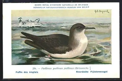 Künstler-AK Hubert Dupond: Atlantiksturmtaucher auf dem Meer