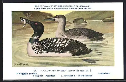 Künstler-AK Hubert Dupond: Plongeon imbrin